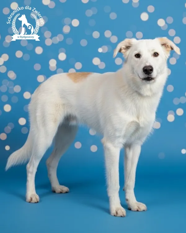 Pies do adopcji, Bydgoszcz, 2 grudnia 2025