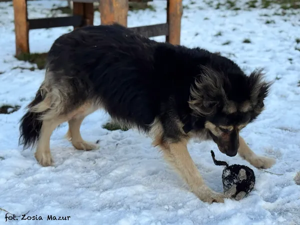 Pies do adopcji, Bydgoszcz, 2 grudnia 2025 (1/5)