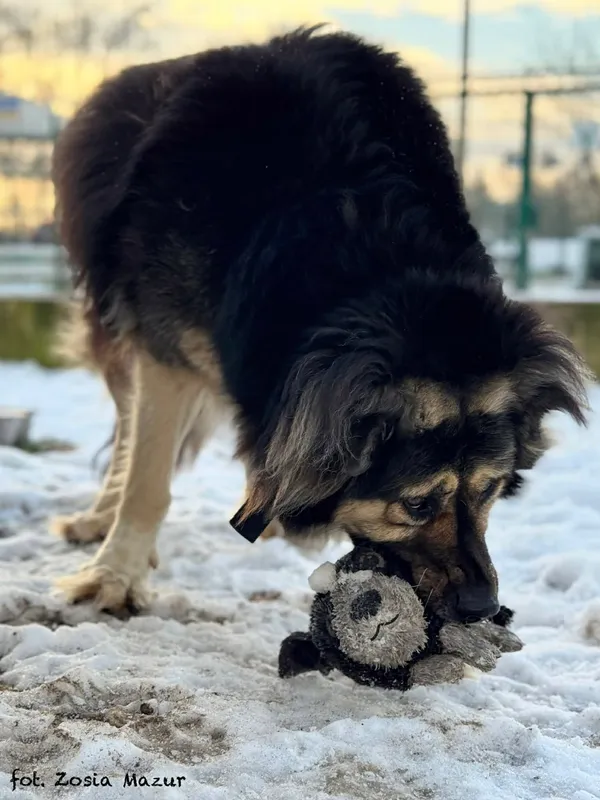 Pies do adopcji, Bydgoszcz, 2 grudnia 2025 (3/5)