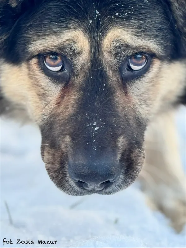 Pies do adopcji, Bydgoszcz, 2 grudnia 2025 (4/5)