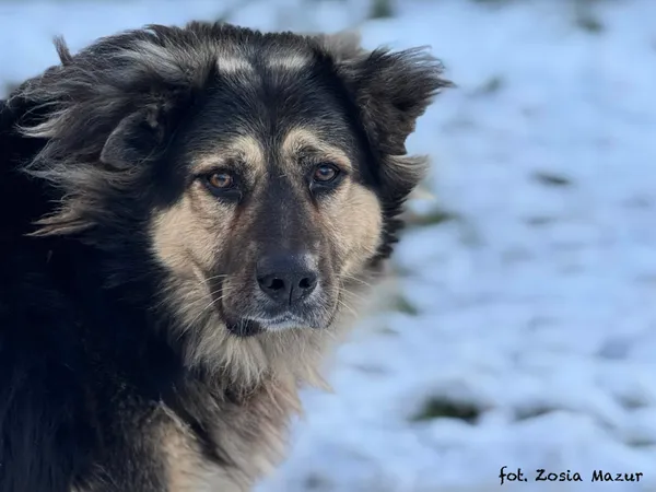 Pies do adopcji, Bydgoszcz, 2 grudnia 2025 (5/5)