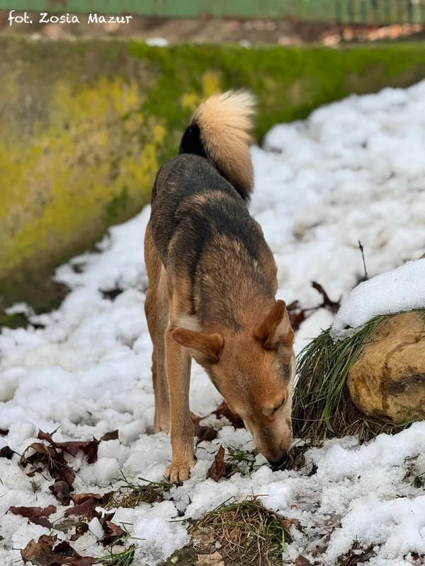 Pies do adopcji, Bydgoszcz, 2 grudnia 2025 (1/5)