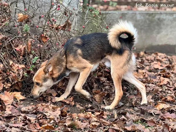 Pies do adopcji, Bydgoszcz, 2 grudnia 2025 (2/5)