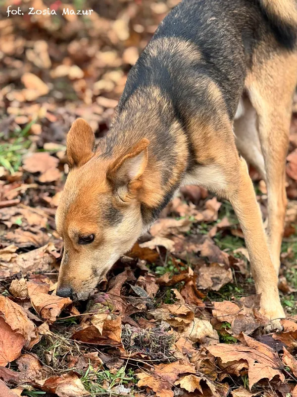 Pies do adopcji, Bydgoszcz, 2 grudnia 2025 (3/5)