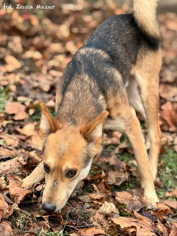 Pies do adopcji, Bydgoszcz, 2 grudnia 2025 (4/5)