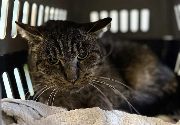 Znaleziono kota, Lublin, 24 listopada 2025