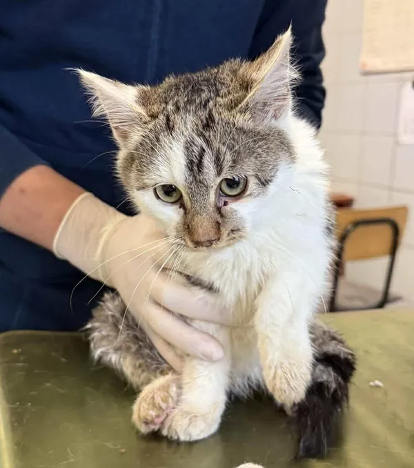 Znaleziono kota, Lublin, 27 listopada 2025