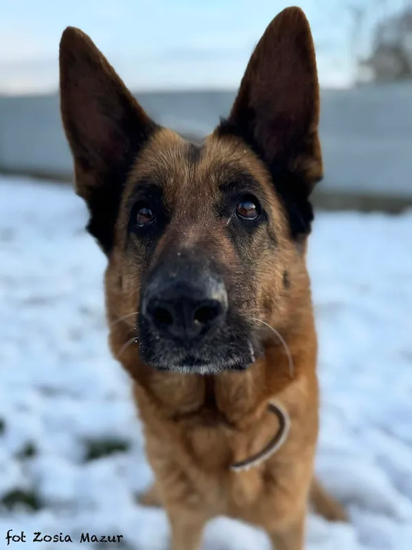 Pies do adopcji, Bydgoszcz, 2 grudnia 2025 (1/5)