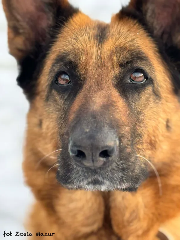 Pies do adopcji, Bydgoszcz, 2 grudnia 2025 (2/5)