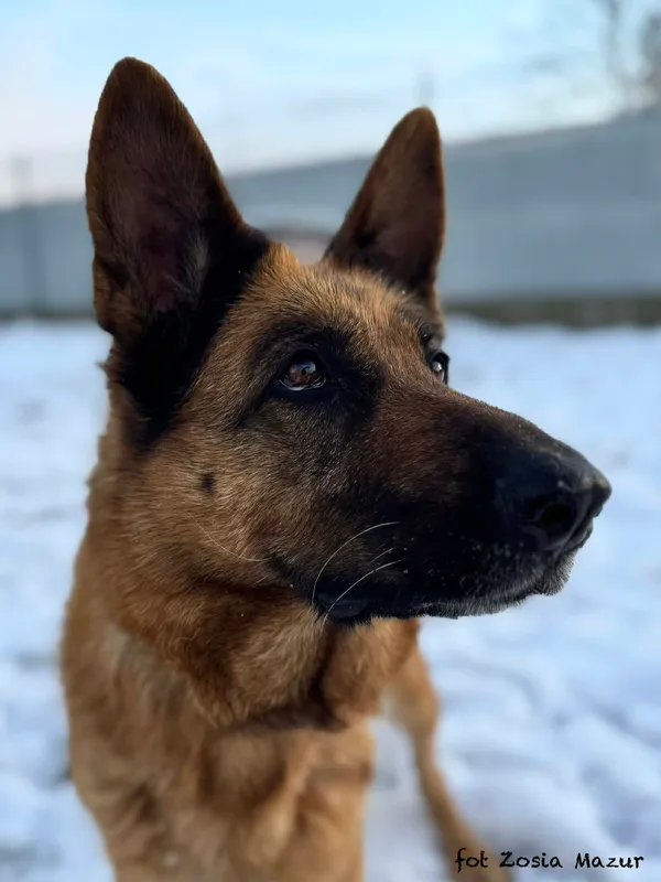 Pies do adopcji, Bydgoszcz, 2 grudnia 2025 (3/5)