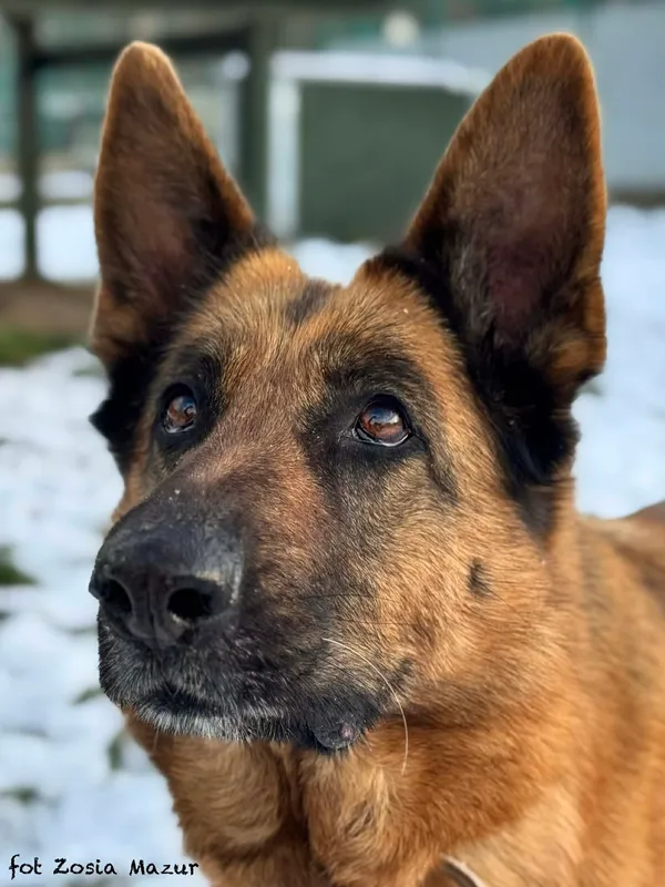 Pies do adopcji, Bydgoszcz, 2 grudnia 2025 (4/5)
