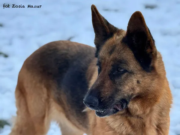 Pies do adopcji, Bydgoszcz, 2 grudnia 2025 (5/5)