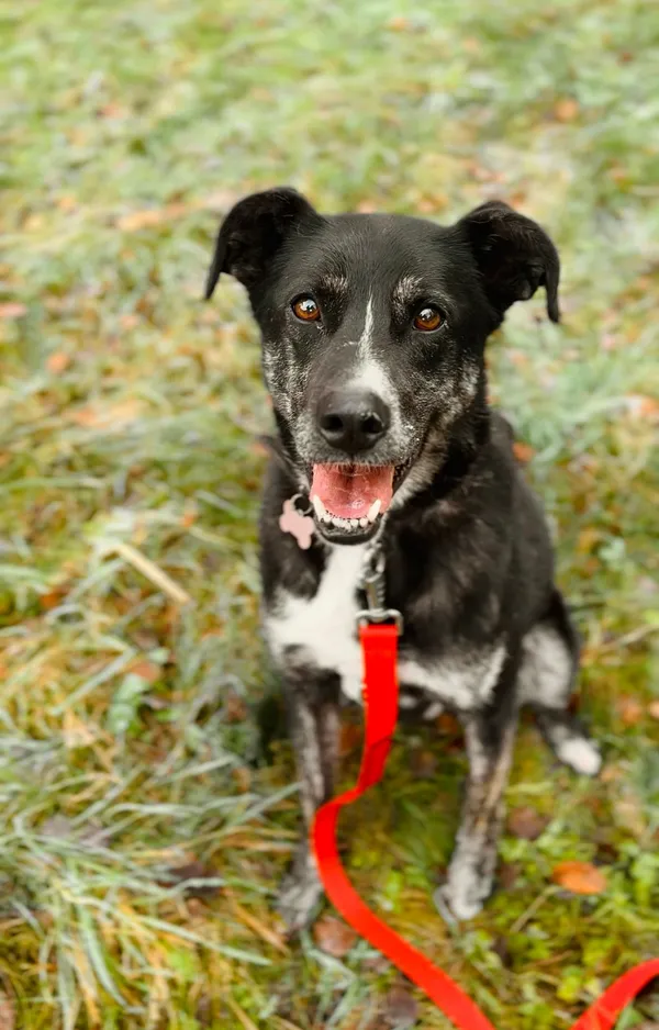 Pies do adopcji, Sosnowice, 6 lipca 2017 (1/5)