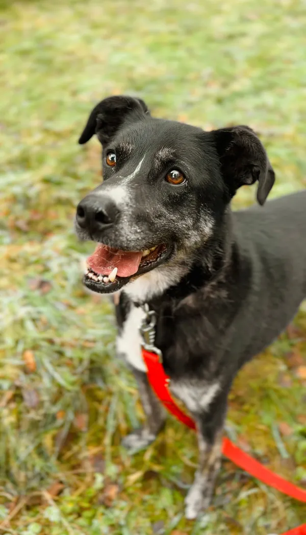 Pies do adopcji, Sosnowice, 6 lipca 2017 (2/5)