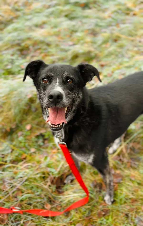 Pies do adopcji, Sosnowice, 6 lipca 2017 (3/5)