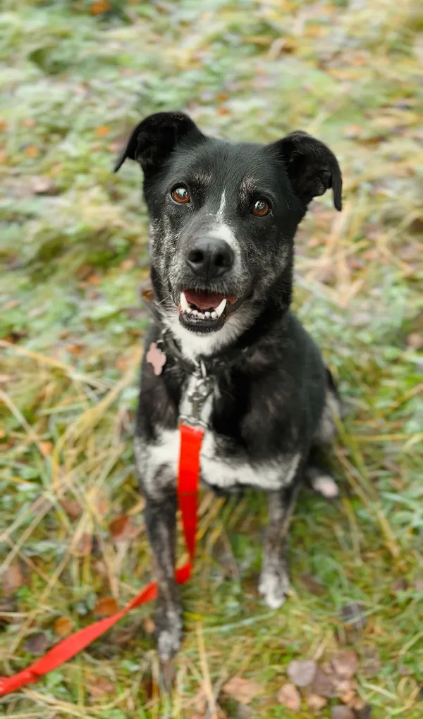 Pies do adopcji, Sosnowice, 6 lipca 2017 (4/5)