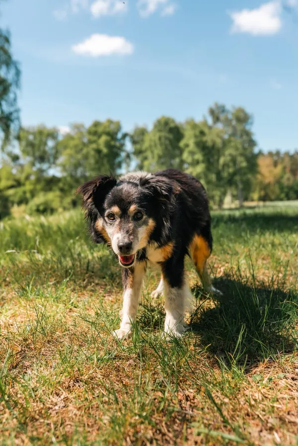 Pies do adopcji, Sosnowice, 24 kwietnia 2025 (2/5)