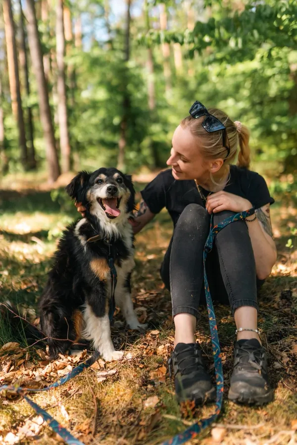 Pies do adopcji, Sosnowice, 24 kwietnia 2025 (3/5)