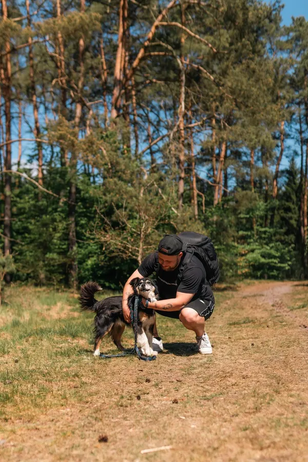 Pies do adopcji, Sosnowice, 24 kwietnia 2025 (4/5)