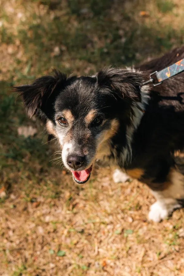 Pies do adopcji, Sosnowice, 24 kwietnia 2025 (5/5)