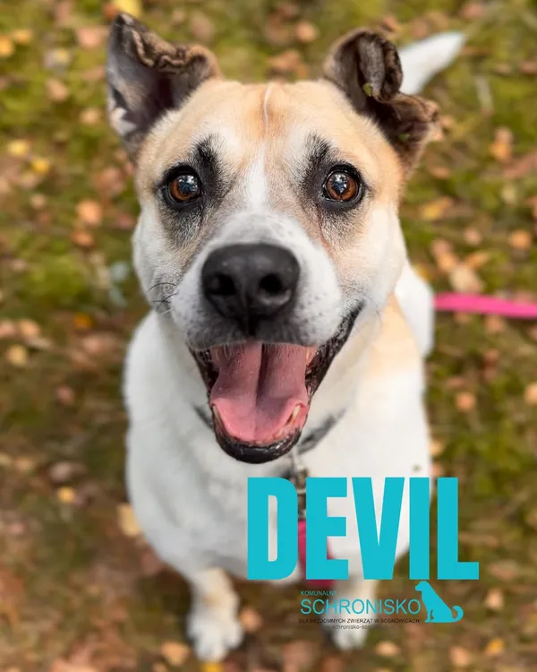 Pies do adopcji, Sosnowice, 13 stycznia 2023 (1/5)