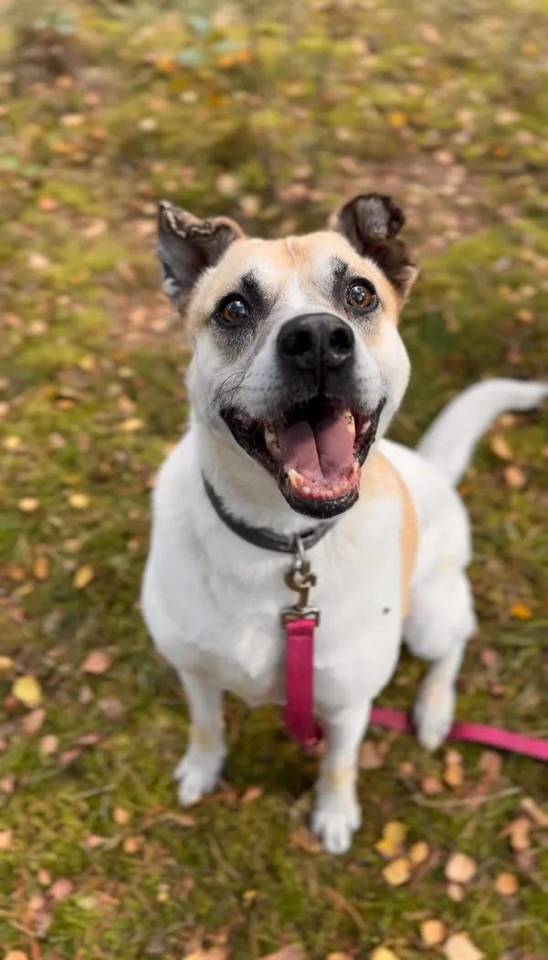 Pies do adopcji, Sosnowice, 13 stycznia 2023 (2/5)