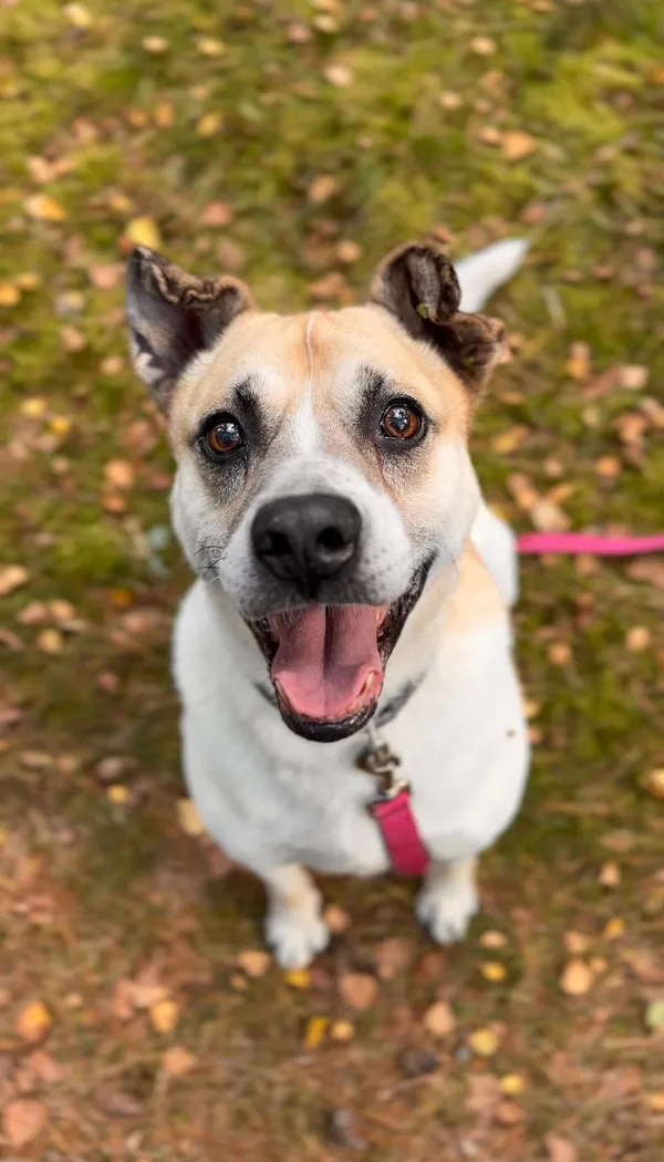 Pies do adopcji, Sosnowice, 13 stycznia 2023 (5/5)