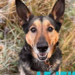 Pies do adopcji