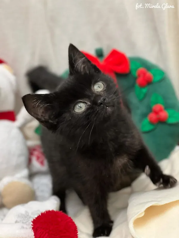 Kot do adopcji, Bydgoszcz, 2 grudnia 2025 (1/4)