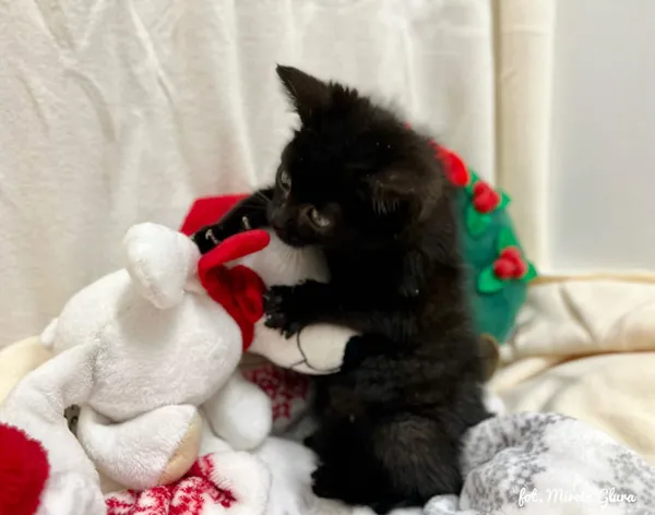 Kot do adopcji, Bydgoszcz, 2 grudnia 2025 (2/4)