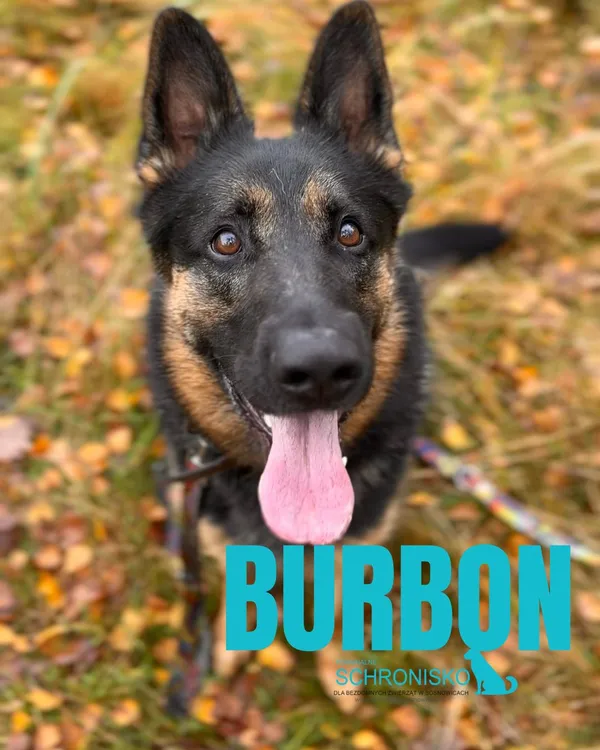 Pies do adopcji, Sosnowice, 6 września 2024 (1/5)