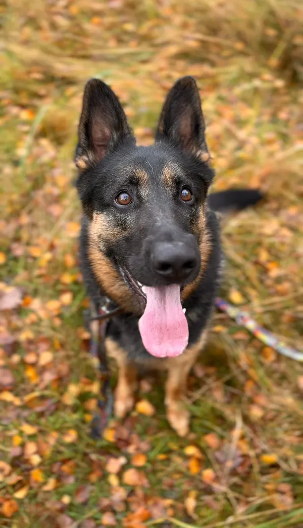 Pies do adopcji, Sosnowice, 6 września 2024 (2/5)