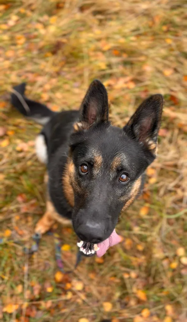 Pies do adopcji, Sosnowice, 6 września 2024 (3/5)