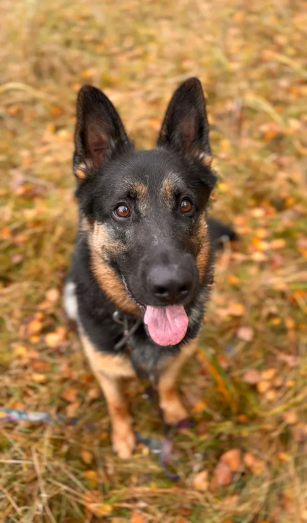 Pies do adopcji, Sosnowice, 6 września 2024 (5/5)