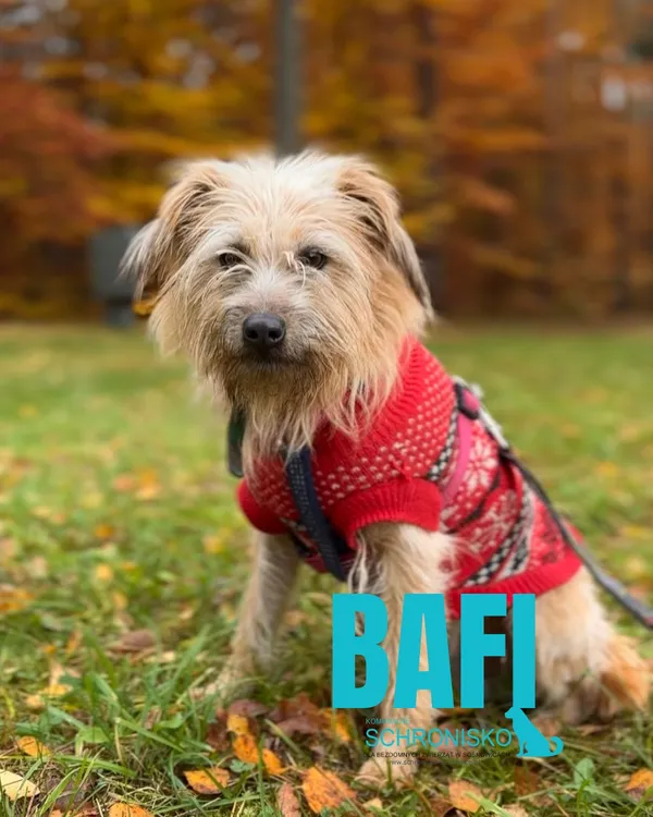 Pies do adopcji, Sosnowice, 16 kwietnia 2024 (1/5)