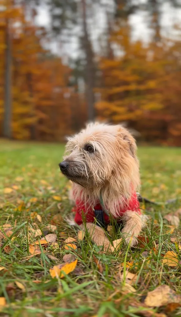 Pies do adopcji, Sosnowice, 16 kwietnia 2024 (3/5)