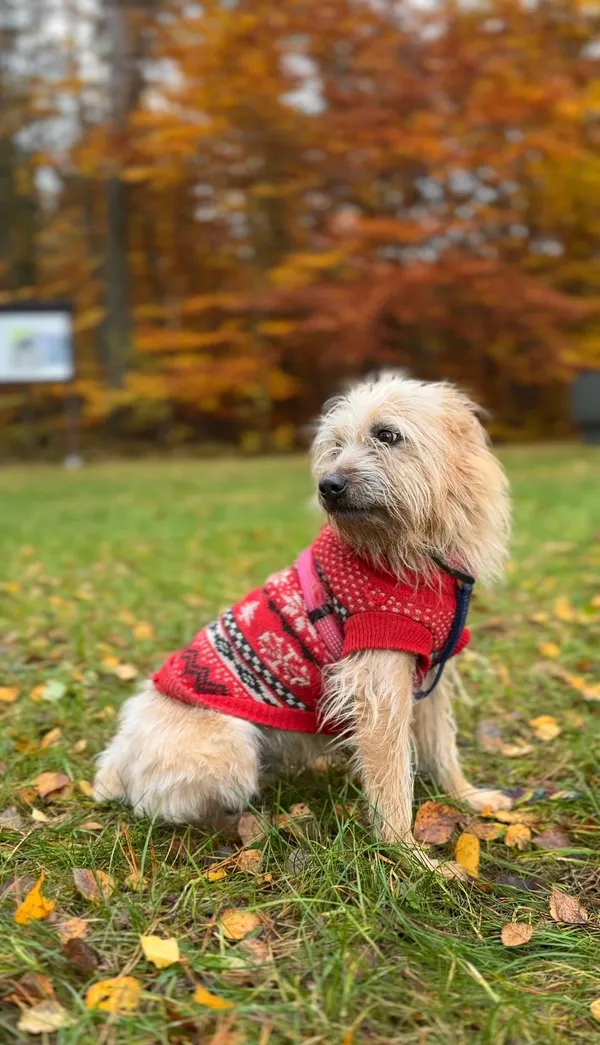 Pies do adopcji, Sosnowice, 16 kwietnia 2024 (4/5)