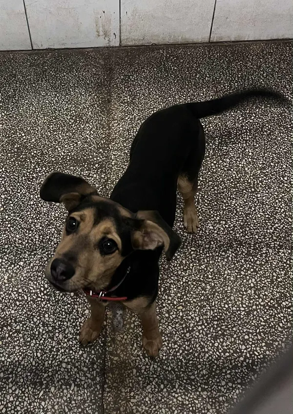 Pies do adopcji, Włocławek, 2 grudnia 2025