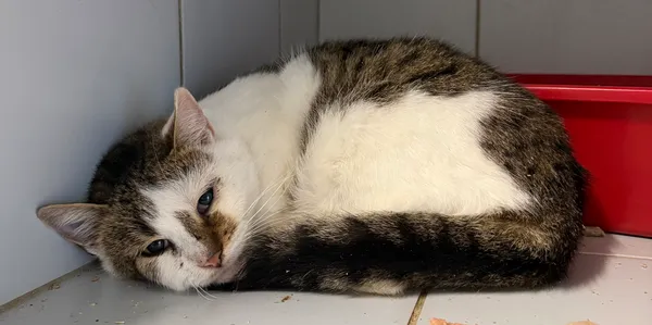 Znaleziono kota, Lublin, 29 listopada 2025