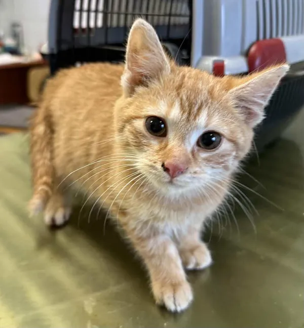 Znaleziono kota, Lublin, 1 grudnia 2025