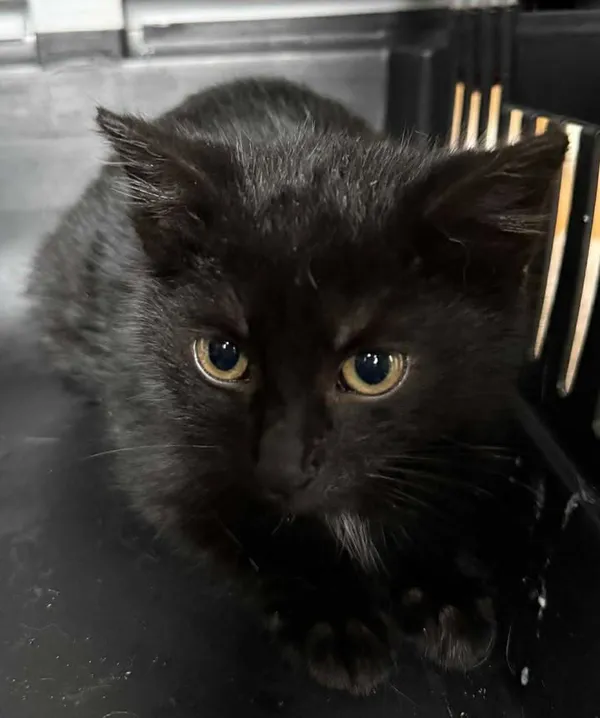 Znaleziono kota, Lublin, 2 grudnia 2025