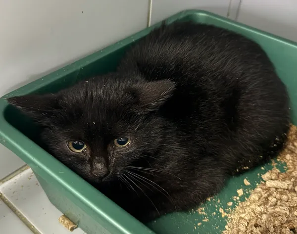 Znaleziono kota, Lublin, 28 listopada 2025