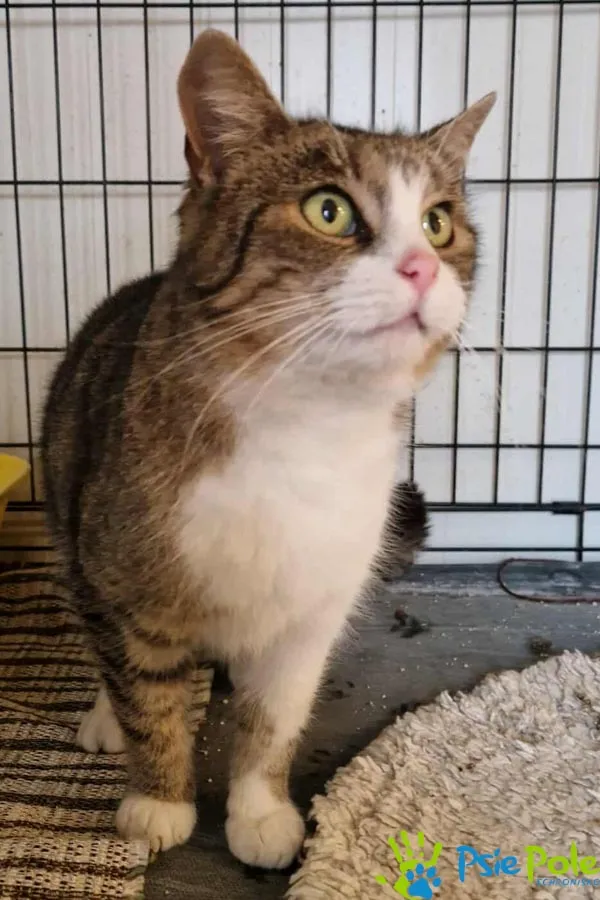 Znaleziono kota, Racławice, 28 listopada 2025