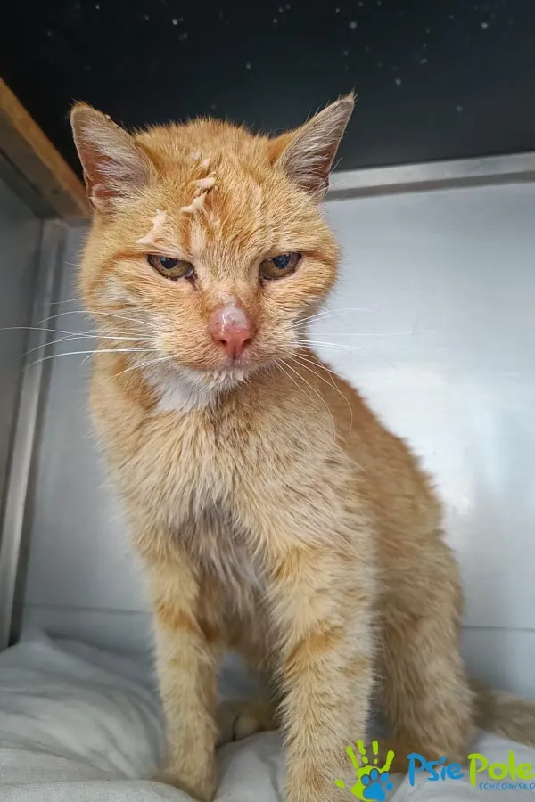 Znaleziono kota, Racławice, 27 listopada 2025 (2/2)