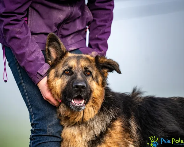 Znaleziono psa, Racławice, 27 listopada 2025 (1/5)