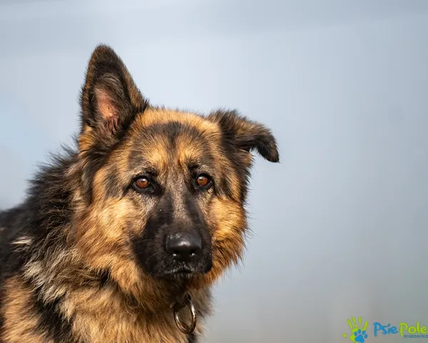 Znaleziono psa, Racławice, 27 listopada 2025 (3/5)