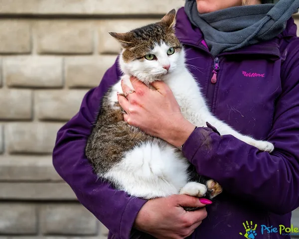 Znaleziono kota, Racławice, 27 listopada 2025 (2/5)