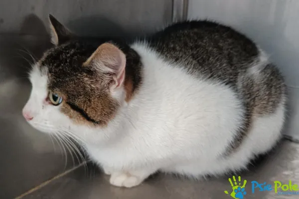 Znaleziono kota, Racławice, 27 listopada 2025 (5/5)