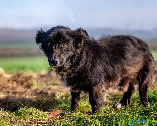 Znaleziono psa, Racławice, 25 listopada 2025 (2/5)