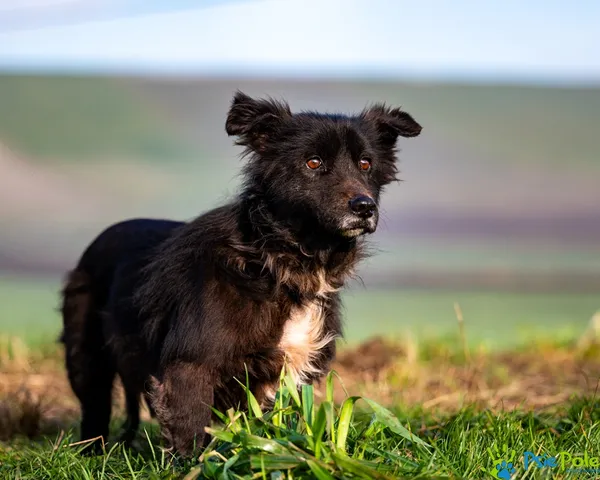 Znaleziono psa, Racławice, 25 listopada 2025 (3/5)